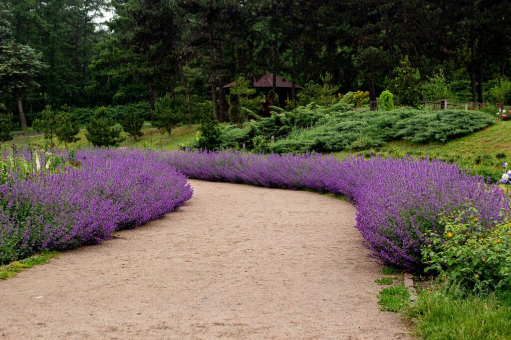 Oprit met grind en lavendel langs de rand.