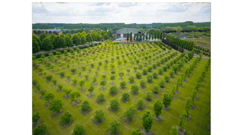 Bomen en struiken, van medium tot zeer grote maten