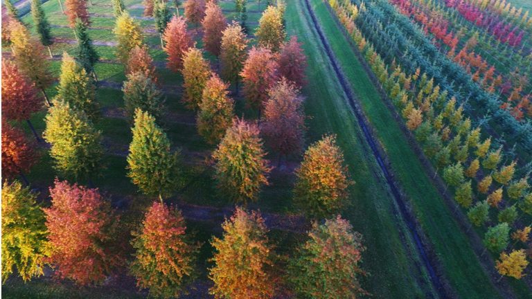 Arbres & cépées, de medium, large et xl tailles