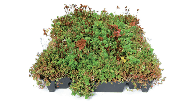 BAC DE SEDUMS CLICQUABLE