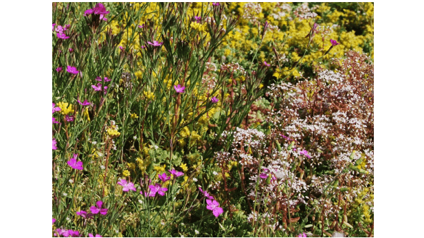Tapis de sedums et d’herbes aromatiques