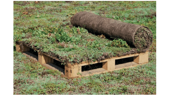 Tapis de mélange de sedums