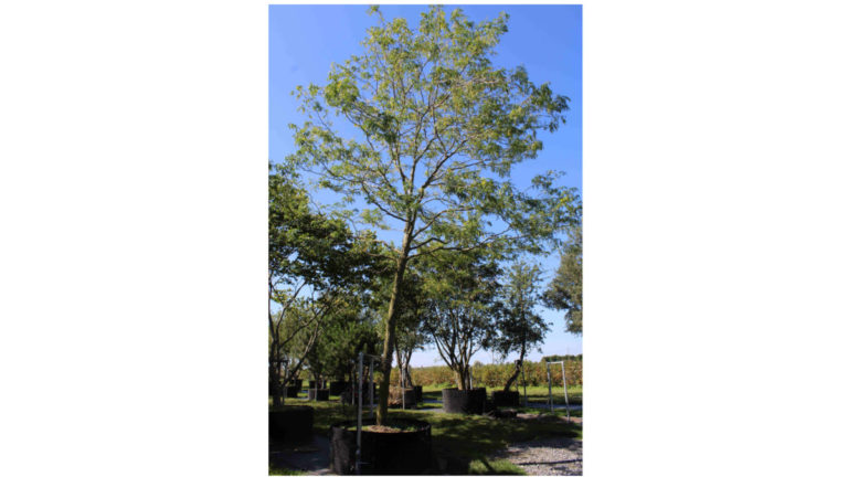 Arbres en haute tige