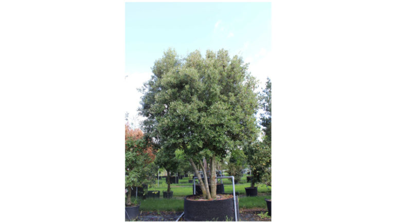 Quercus ilex